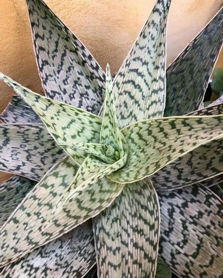 Aloe Blizzard Plant | Succulent Plant | Indoor Plant | 1 Live Plant