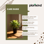 Aglaonema 'Miss Juliette' Plant | Indoor Plant | 1 Live Plant with Grow Pot