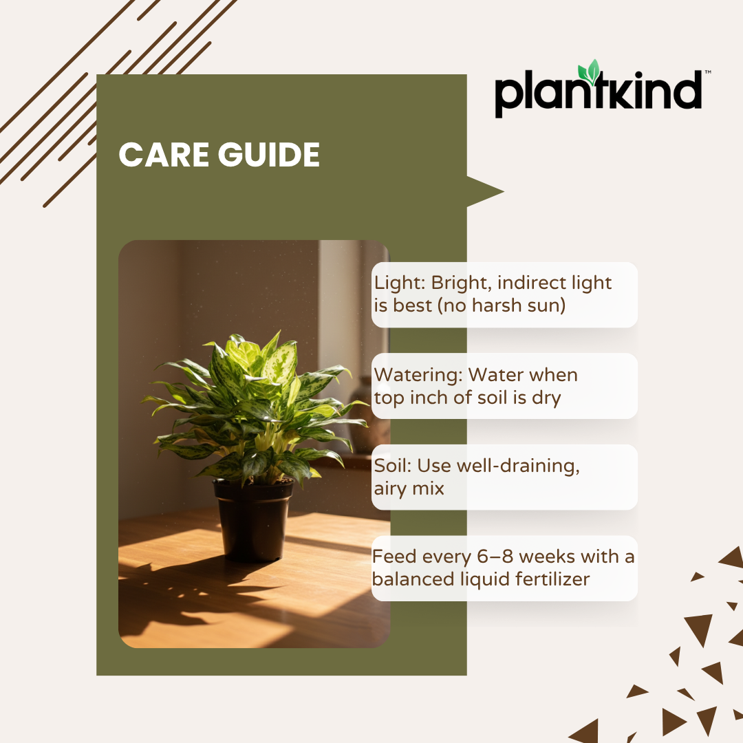 Aglaonema 'Miss Juliette' Plant | Indoor Plant | 1 Live Plant with Grow Pot