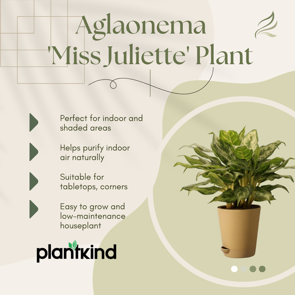 Aglaonema 'Miss Juliette' Plant | Indoor Plant | 1 Live Plant with Grow Pot
