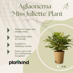 Aglaonema 'Miss Juliette' Plant | Indoor Plant | 1 Live Plant with Grow Pot