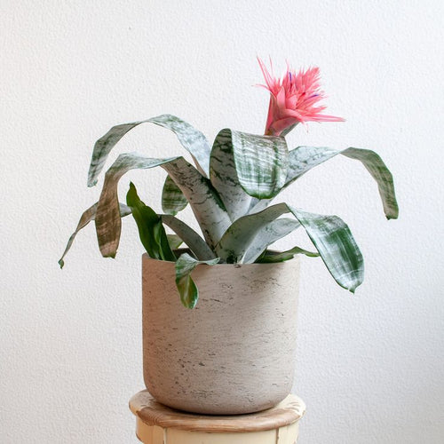 Aechmea Fasciata Plant