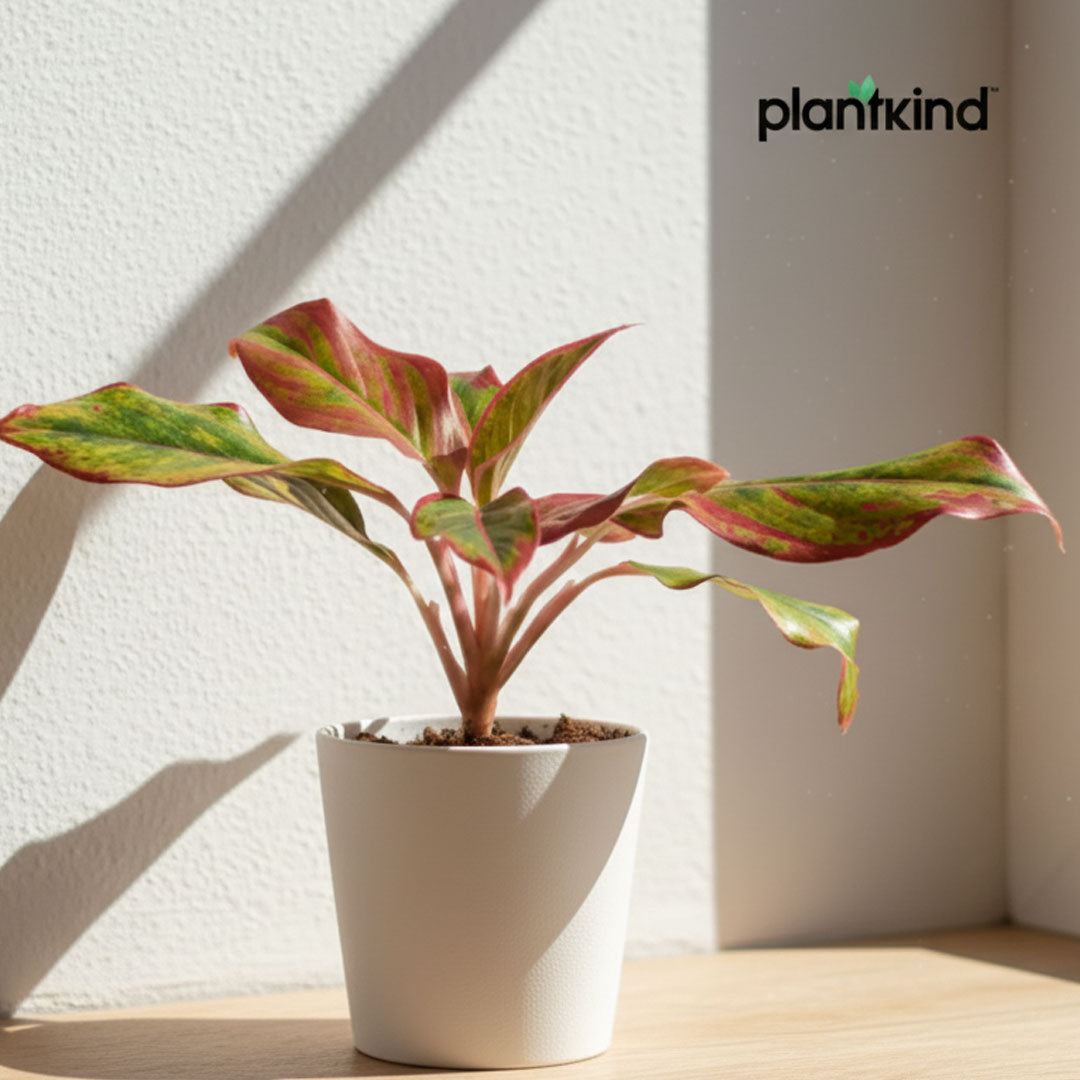 Aglaonema Lipstick Plant| Indoor Plants| 1 Live Plant