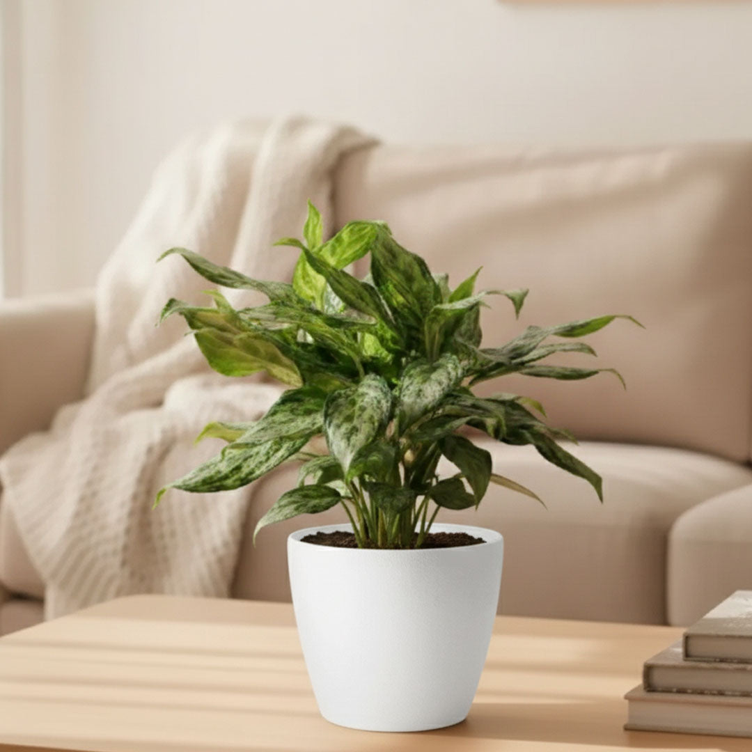Aglaonema 'Miss Juliette' Plant | Indoor Plant | 1 Live Plant with Grow Pot