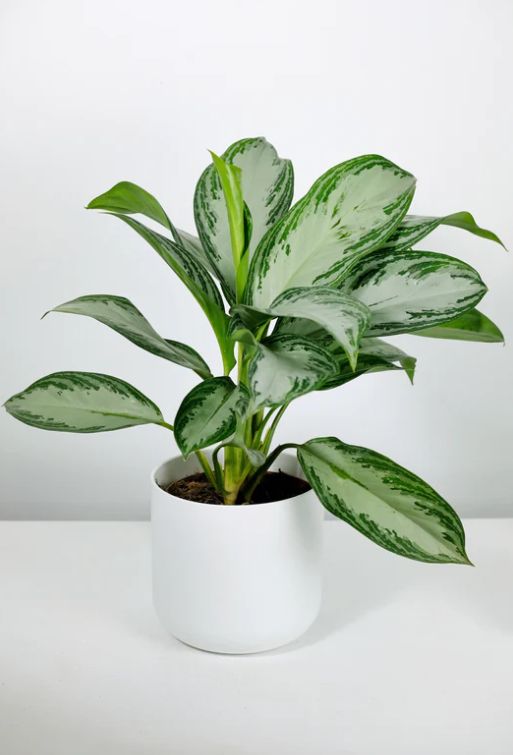 Aglaonema Evergreen Plant - Large