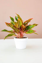 Aglaonema Red Plant