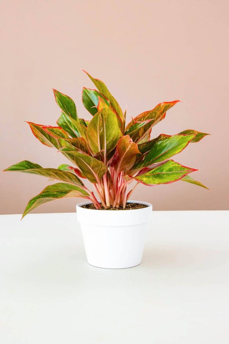 Aglaonema Red Plant