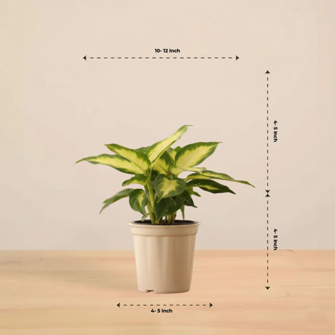 Aglaonema Green| Indoor Plant  | 1 Live Plant | Small