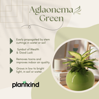 Aglaonema Green| Indoor Plant  | 1 Live Plant | Small