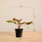 Aglaonema Lipstick Plant| Indoor Plants| 1 Live Plant