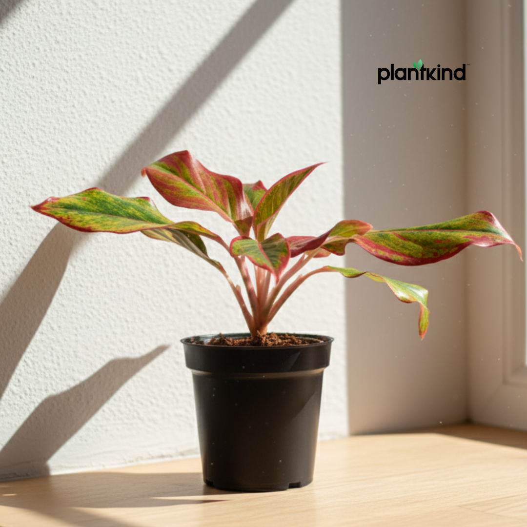 Aglaonema Lipstick Plant| Indoor Plants| 1 Live Plant