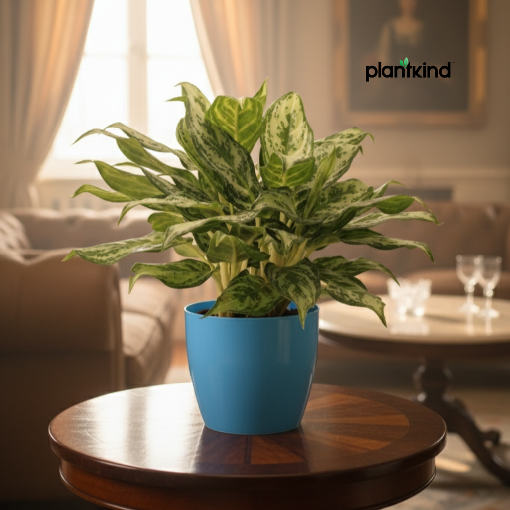 Aglaonema 'Miss Juliette' Plant | Indoor Plant | 1 Live Plant with Grow Pot