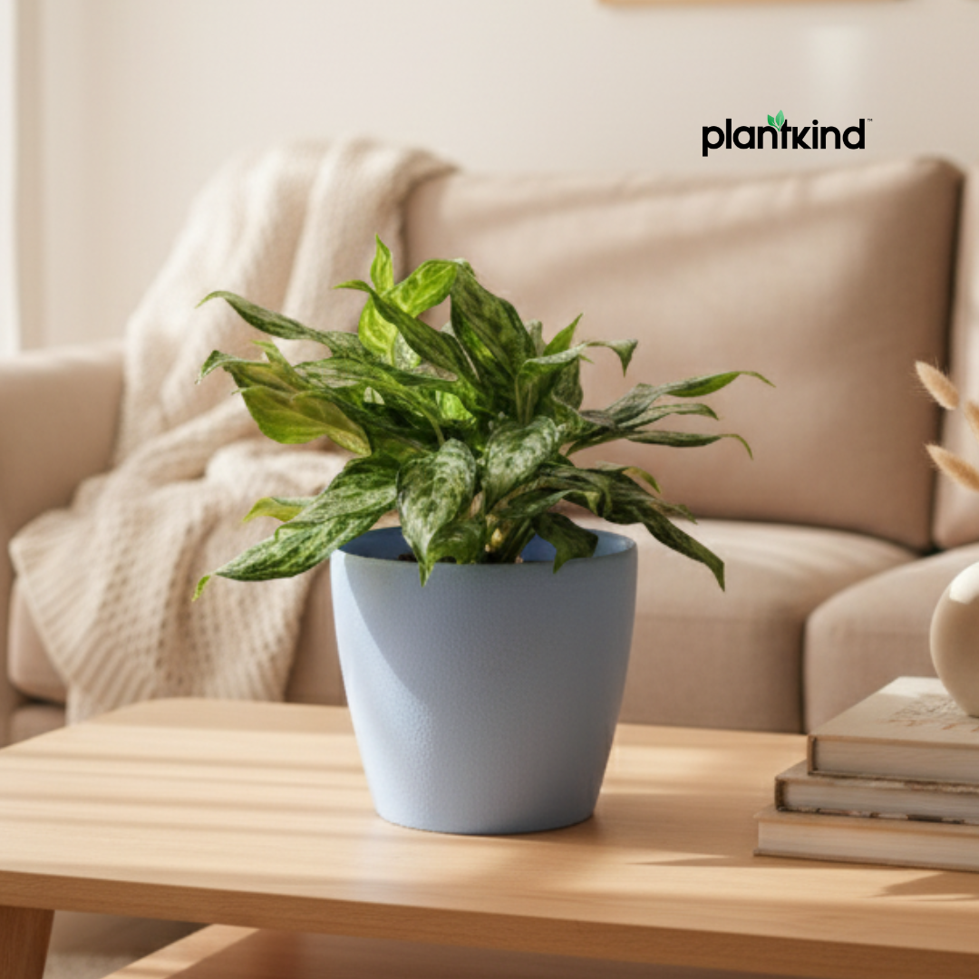 Aglaonema 'Miss Juliette' Plant | Indoor Plant | 1 Live Plant with Grow Pot