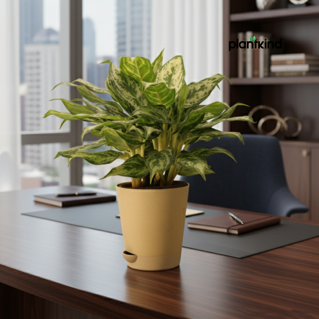 Aglaonema 'Miss Juliette' Plant | Indoor Plant | 1 Live Plant with Grow Pot