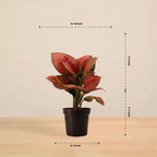 Aglaonema Pink Plant | Indoor Plant | Good Luck Plant | Pack of 1