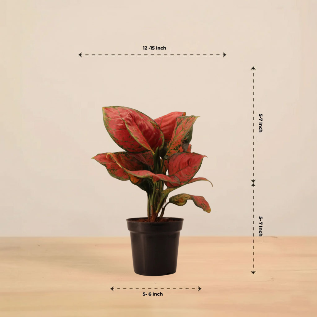 Aglaonema Pink Plant | Indoor Plant | Good Luck Plant | Pack of 1