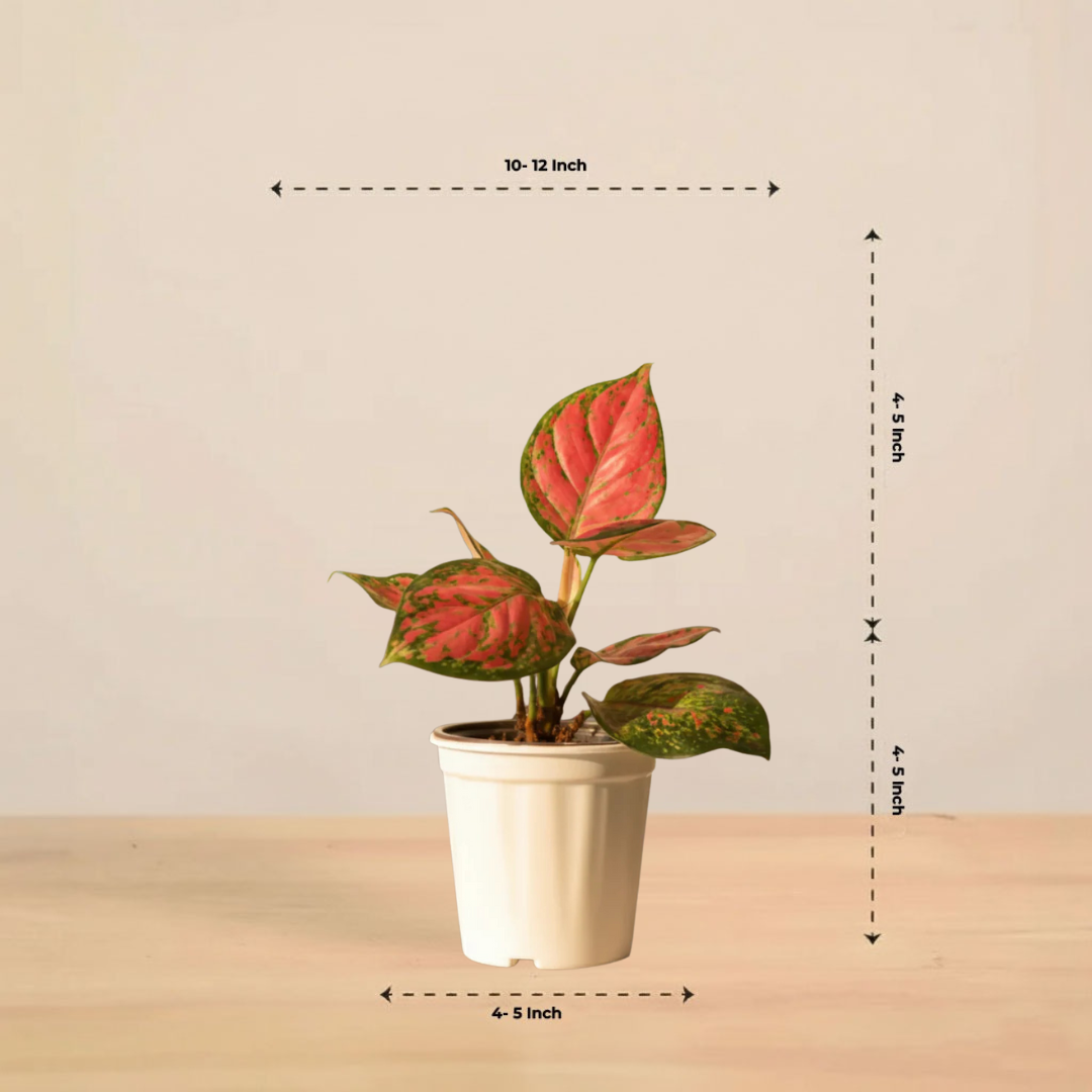 Aglaonema Pink Plant | Indoor Plant | Good Luck Plant | Pack of 1