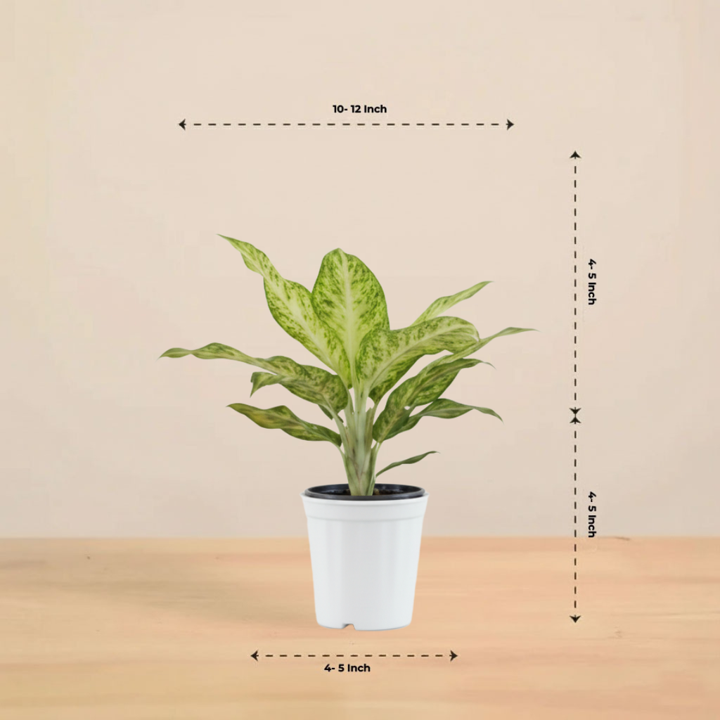 Aglaonema Snow White| Indoor Plant| 1 Live Plant | Small