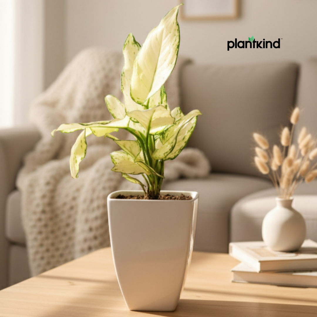 Aglaonema Super White Plant | Indoor Foliage Plant | 1 Live Plant|Small