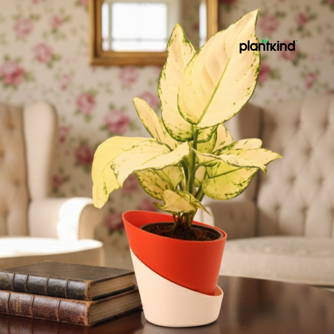 Aglaonema Super White Plant | Indoor Foliage Plant | 1 Live Plant|Small