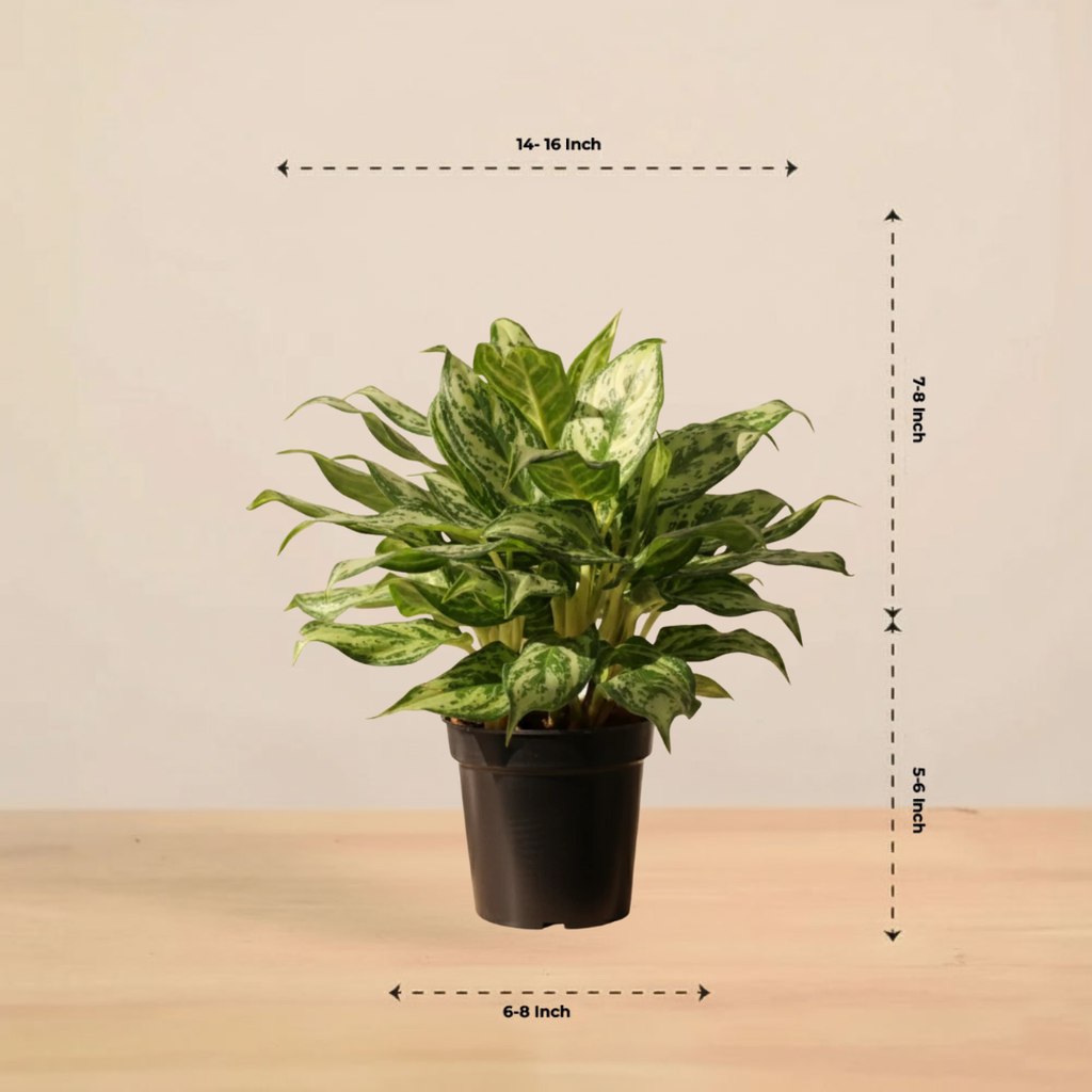 Aglaonema 'Miss Juliette' Plant | Indoor Plant | 1 Live Plant with Grow Pot