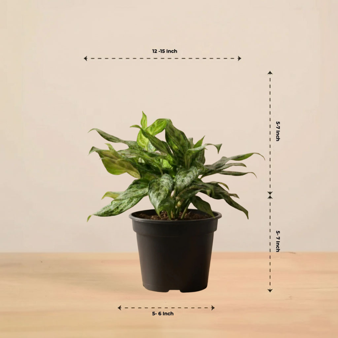 Aglaonema 'Miss Juliette' Plant | Indoor Plant | 1 Live Plant with Grow Pot