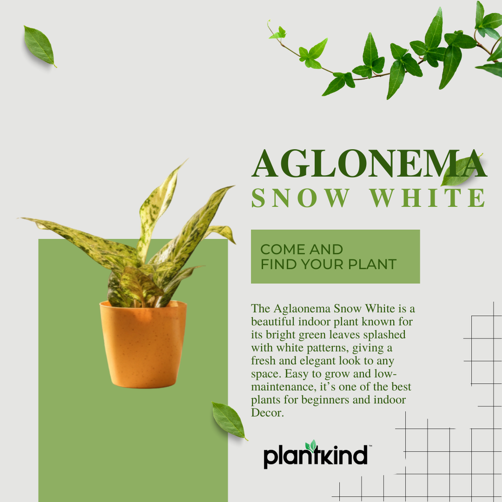 Aglaonema Snow White| Indoor Plant| 1 Live Plant | Small