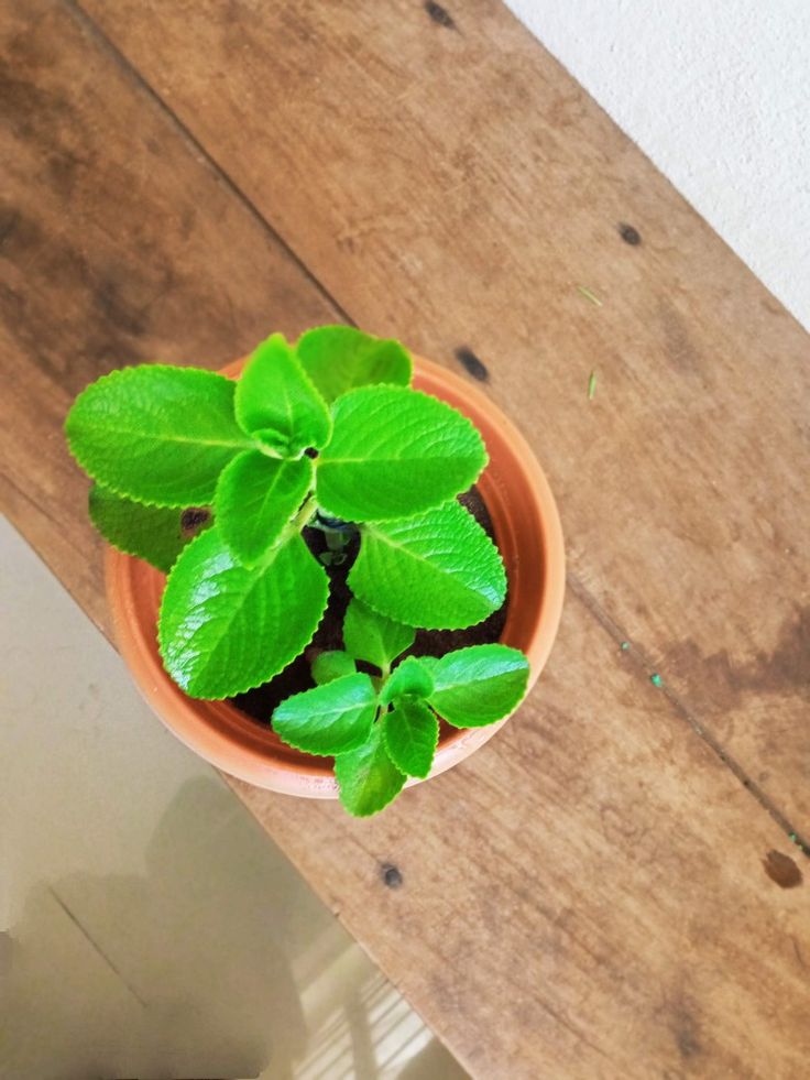 Ajwain Plant | Medicinal amd Aromatic Plants | Pack of 1