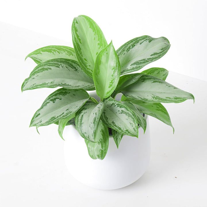 Aglaonema Evergreen Plant - Large