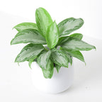 Aglaonema Evergreen Plant - Large