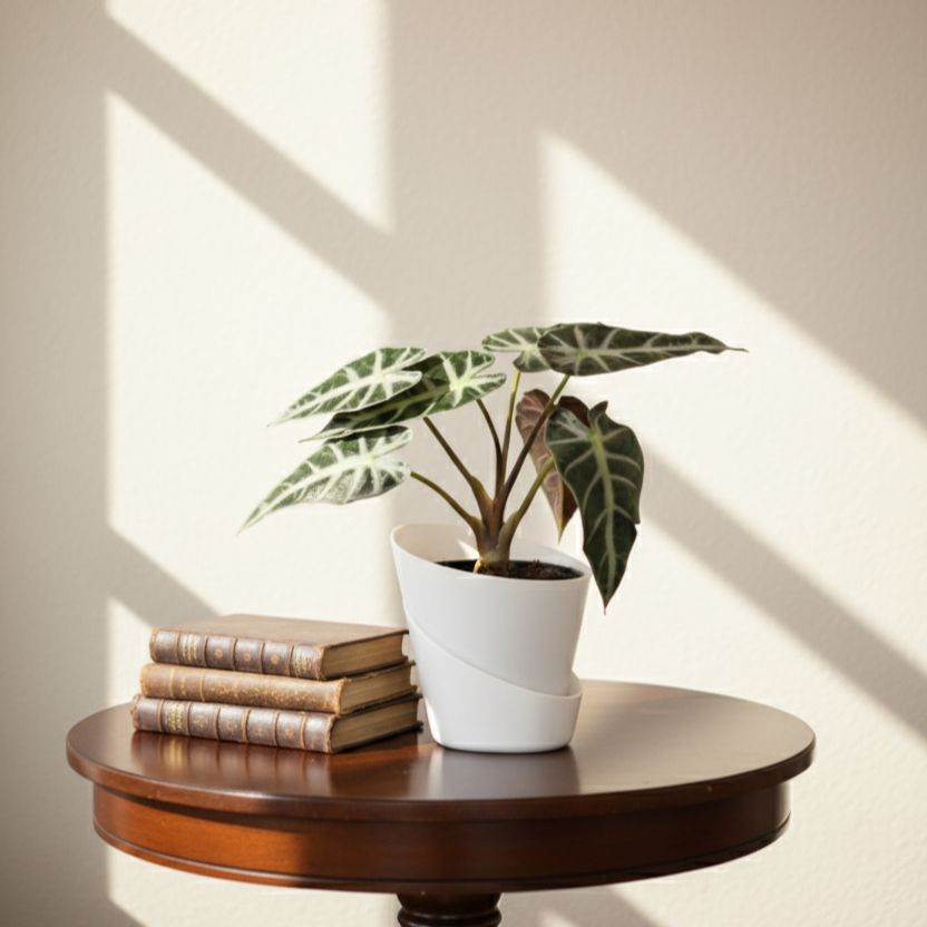 Alocasia Velvet Black| Velveta Black  |Indoor Plant | 1 Live Plant | Small