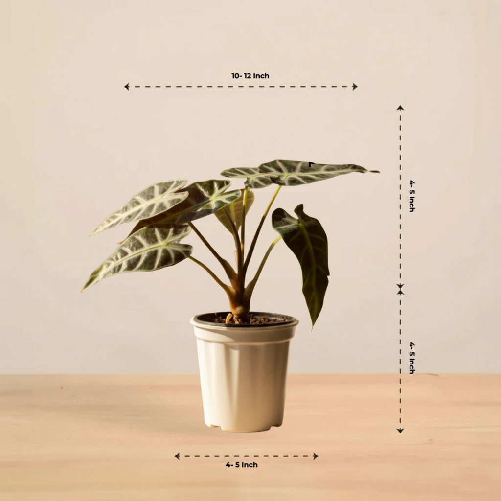 Alocasia Velvet Black| Velveta Black  |Indoor Plant | 1 Live Plant | Small