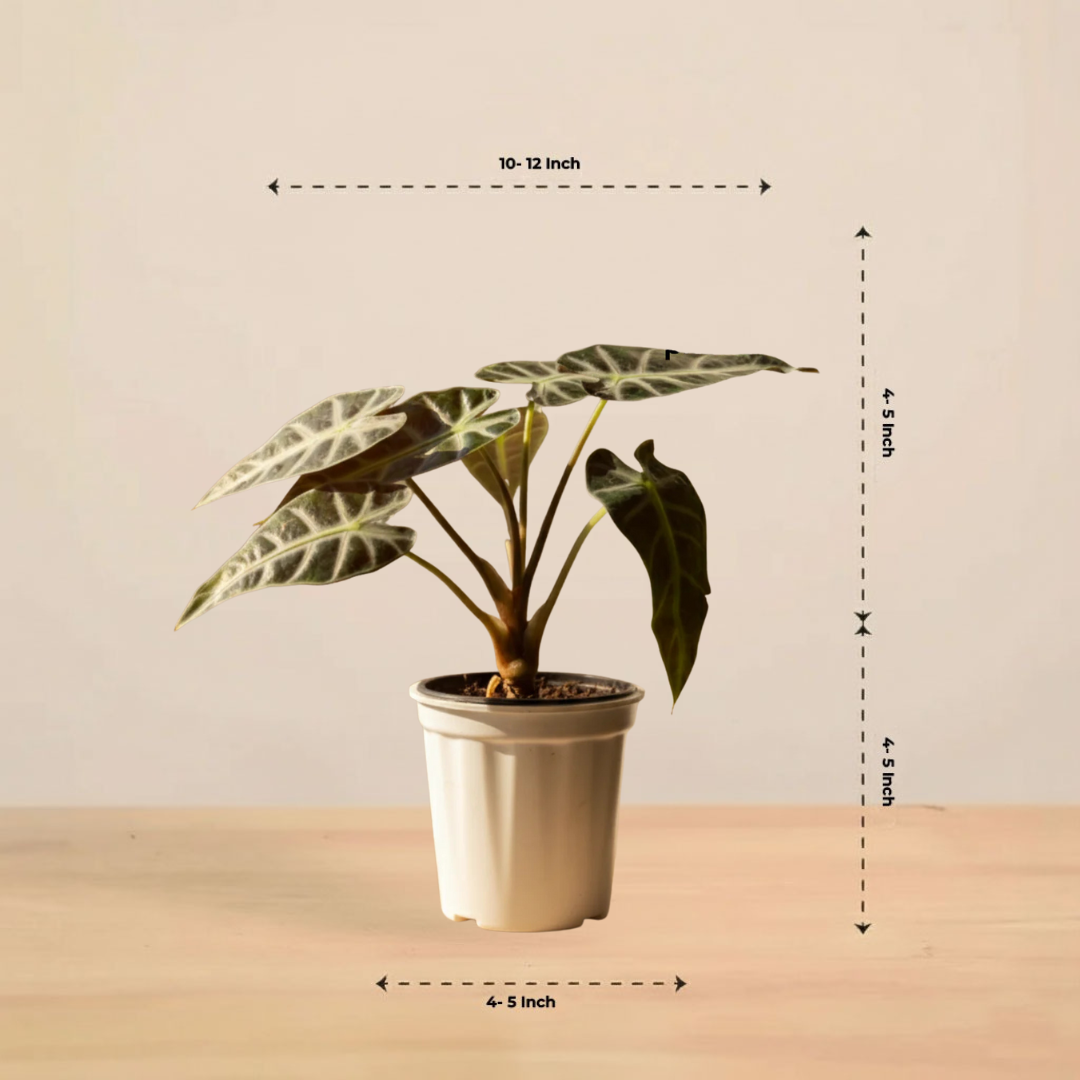 Alocasia Velvet Black| Velveta Black  |Indoor Plant | 1 Live Plant | Small