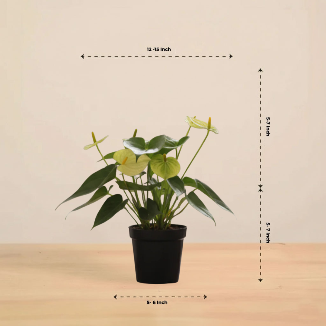 Anthurium Plant Yellow | Indoor Plant | 1 Live Plant