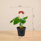 Anthurium Red Plant | Flowering Plant | Indoor Plant | Outdoor Plant | 1 Live Plant | Medium