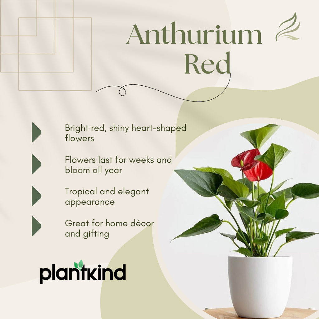 Anthurium Red Plant | Flowering Plant | Indoor Plant | Outdoor Plant | 1 Live Plant | Medium