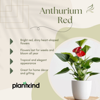 Anthurium Red Plant | Flowering Plant | Indoor Plant | Outdoor Plant | 1 Live Plant | Medium