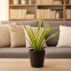 Chlorophytum Spider Plant |Low Maintenance Plant | Indoor Plant | 1 Live Plant | Medium