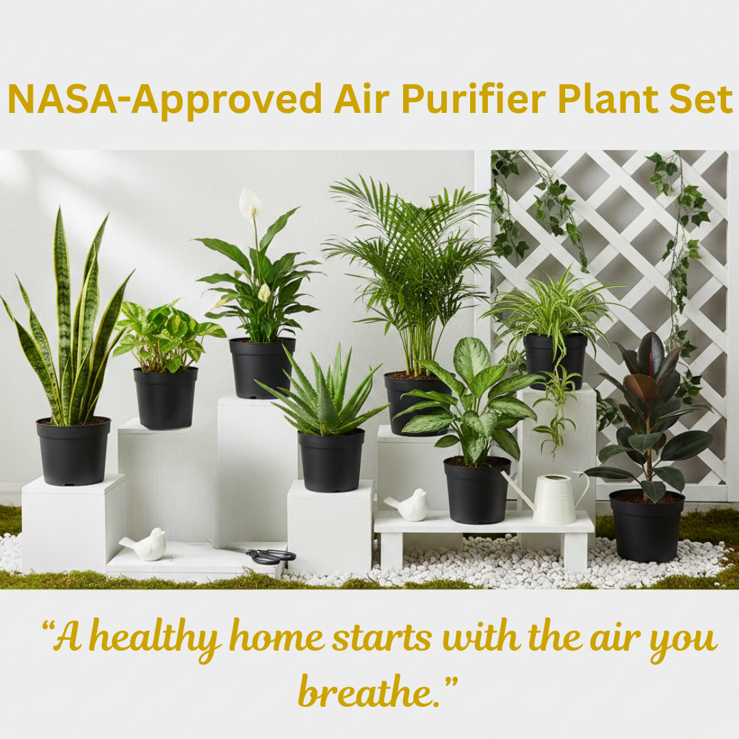 NASA Certified Clean Air Plant Plant Combo Pack of 8 Plant(Small)