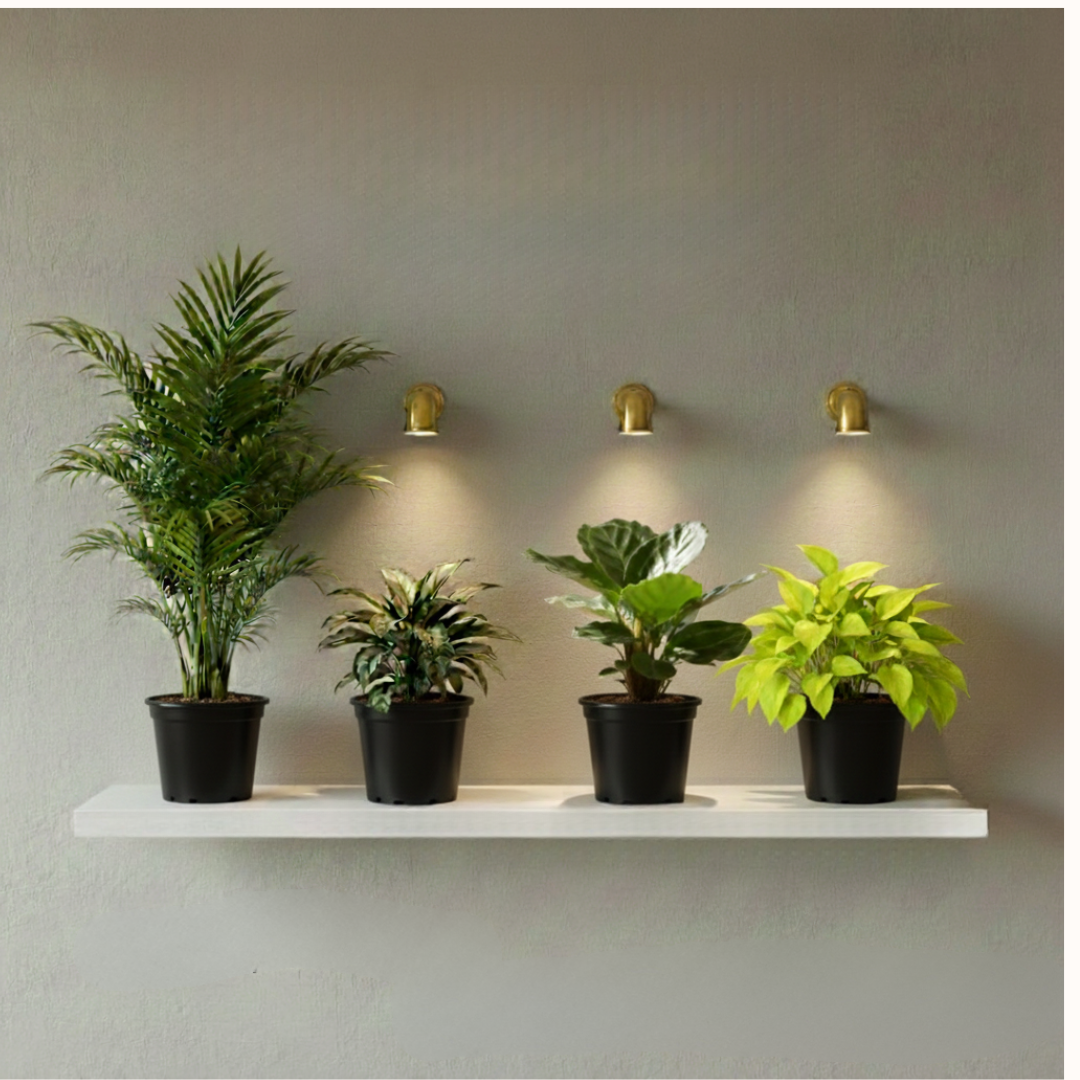 Evergreen Charm Set |Indoor Plants Combo