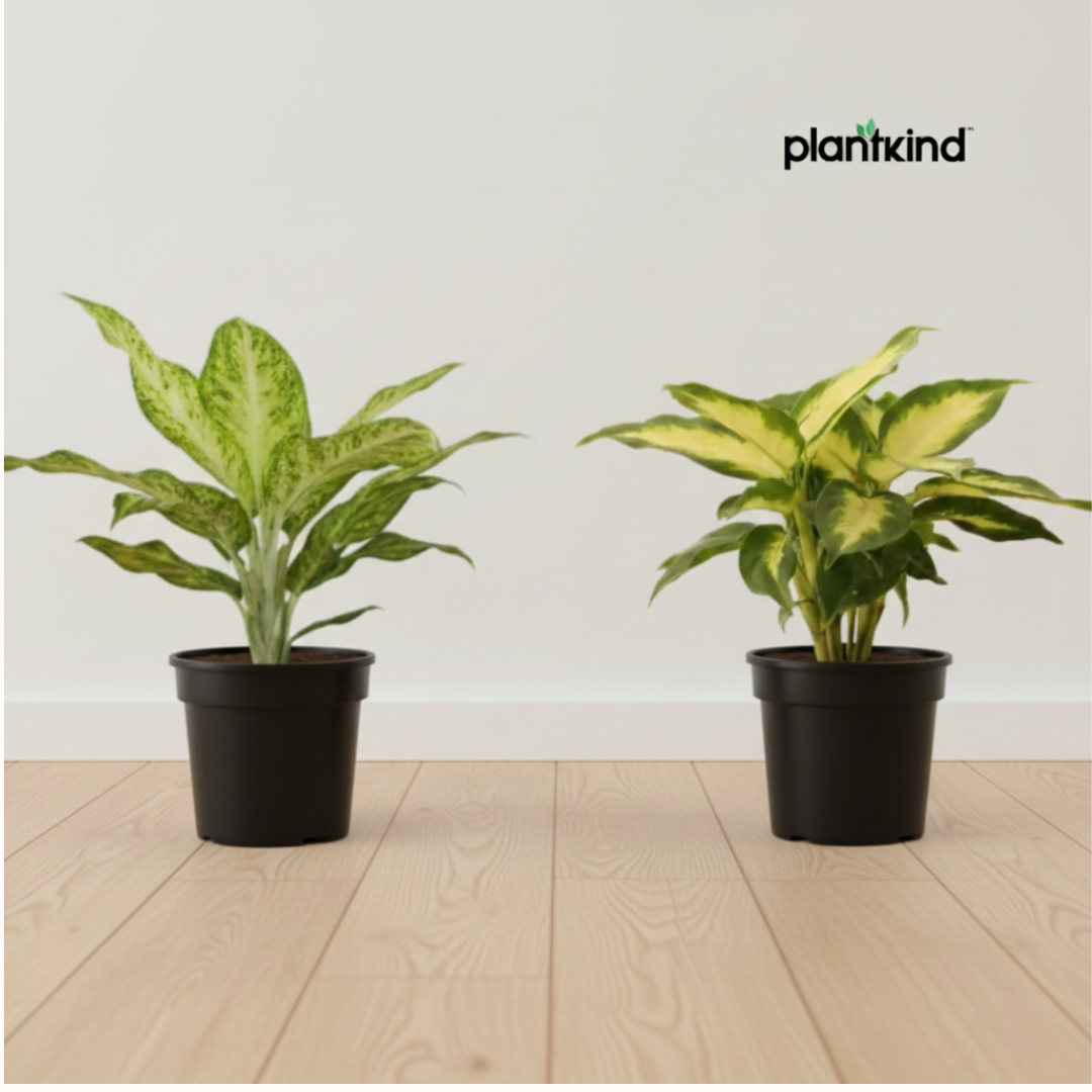 Aglaonema Duo Combo -Pack of 2 Plants