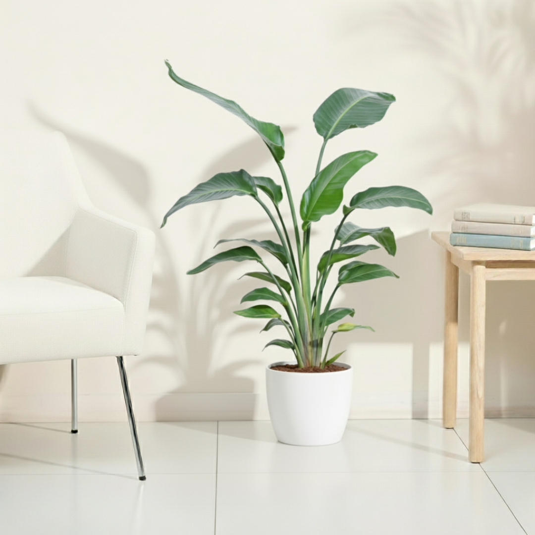 Bird of Paradise Plant - XL Live Plant