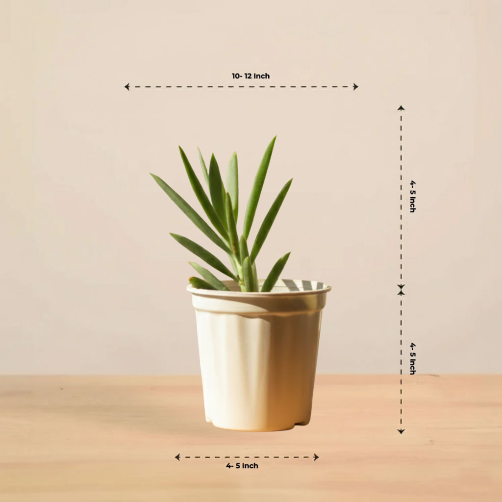 Blue Chalk Fingers Plant | Succulent Plant | Indoor Plant | 1 Live Plant