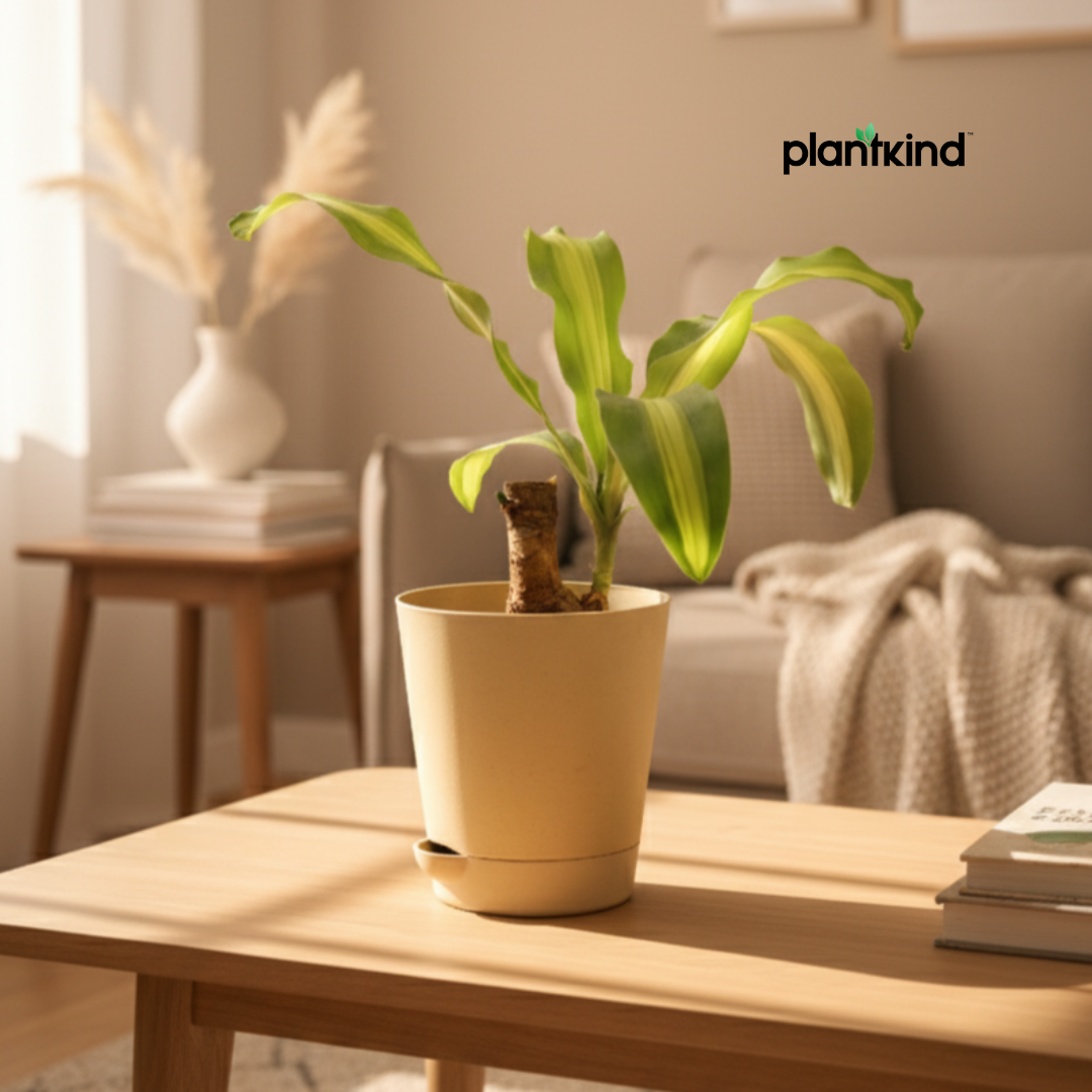 Brazilian Wood Plant | Indoor Plant | 1 Live Plant | Small