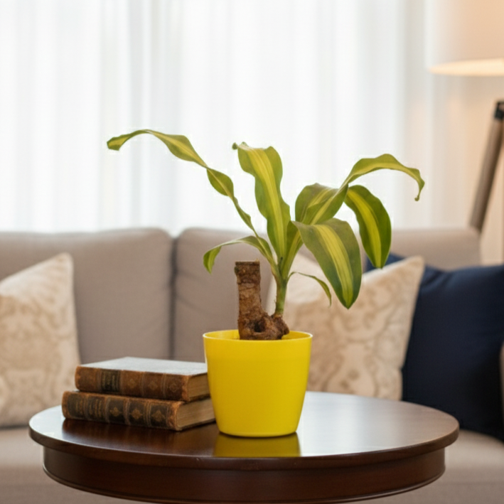 Brazilian Wood Plant | Indoor Plant | 1 Live Plant | Small