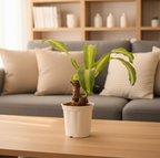 Brazilian Wood Plant | Indoor Plant | 1 Live Plant | Small