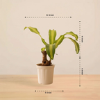 Brazilian Wood Plant | Indoor Plant | 1 Live Plant | Small