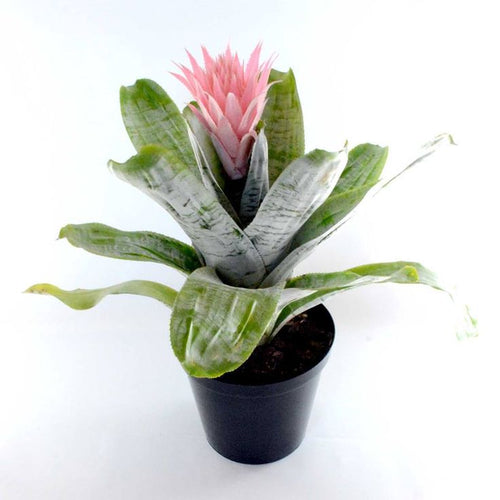 Aechmea Fasciata Plant