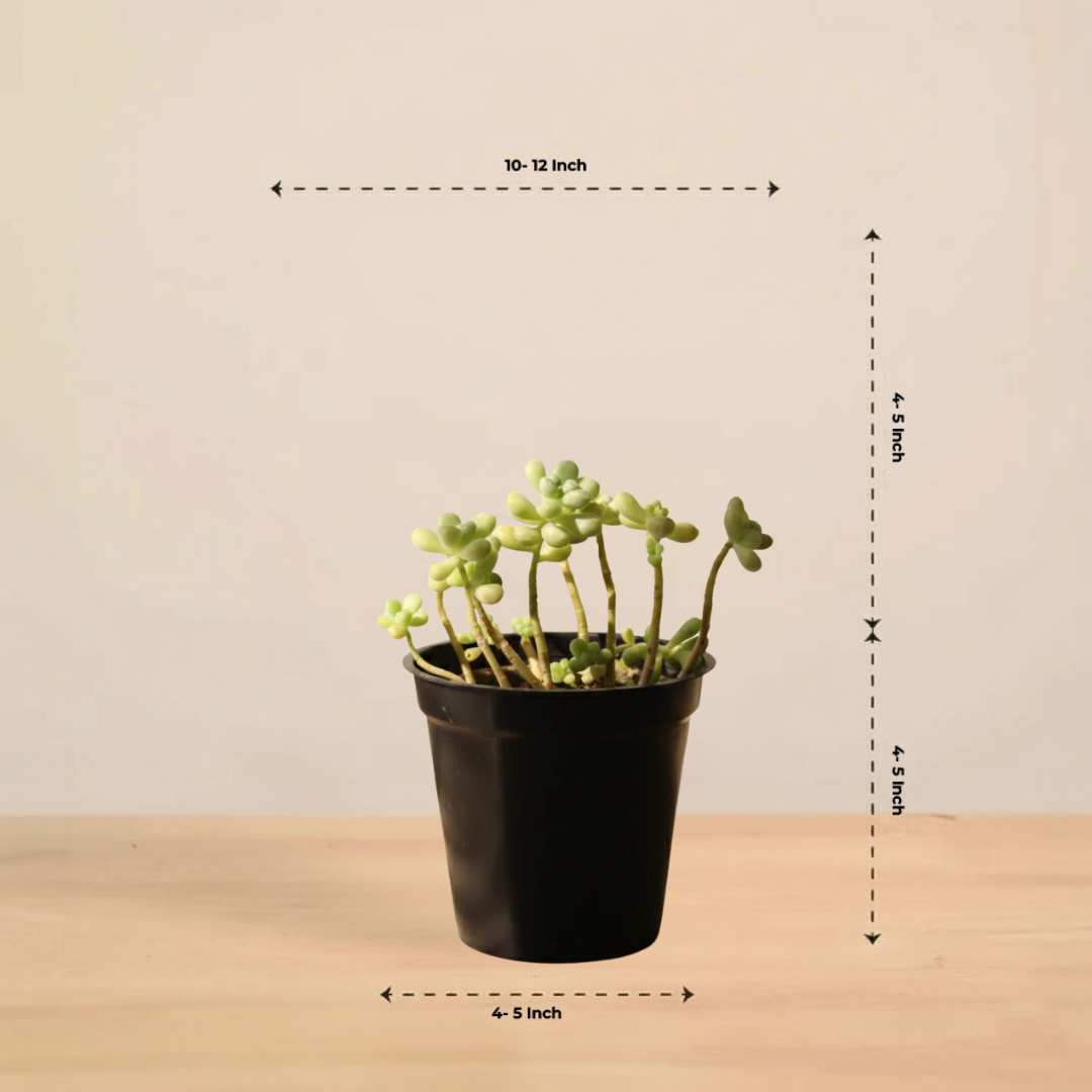 Burros Tail Succulent | Indoor Plant | 1 Live Plant