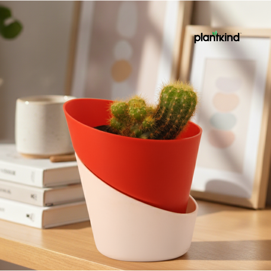 Echinopsis Calochlora | Succulent Plant | Indoor Plant | 1 Live Plant